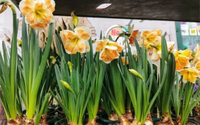 Humanitarna akcija Dan narcisa 2021.