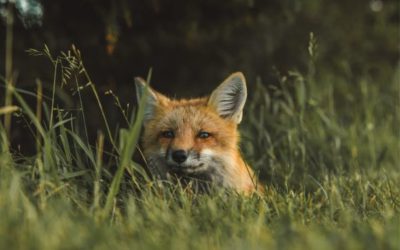 Počinje proljetna akcija oralne vakcinacije lisica