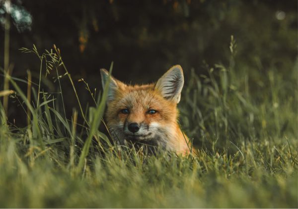 Počinje proljetna akcija oralne vakcinacije lisica
