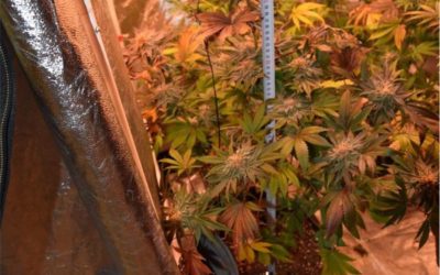 Policija pronašla improvizirane laboratorije za proizvodnju marihuane