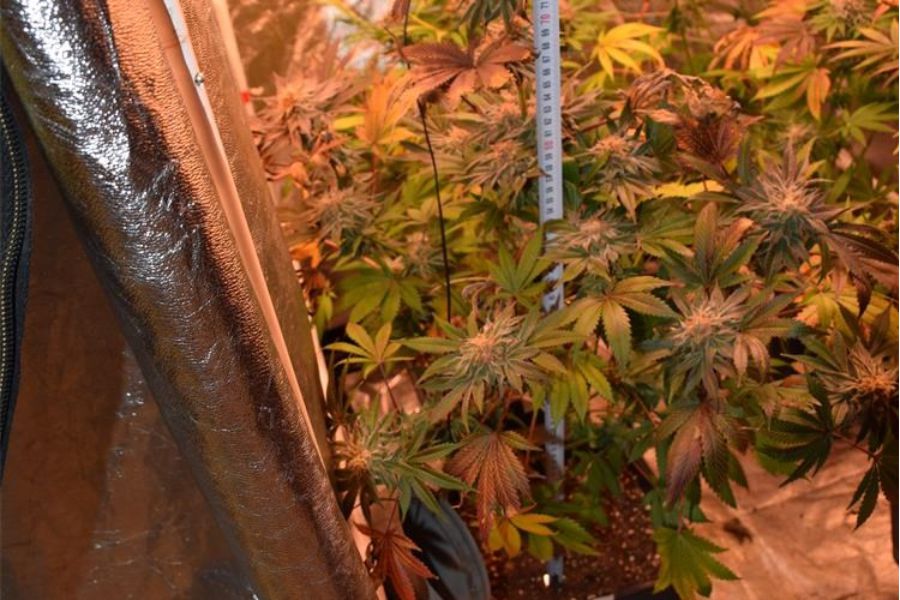 Policija pronašla improvizirane laboratorije za proizvodnju marihuane