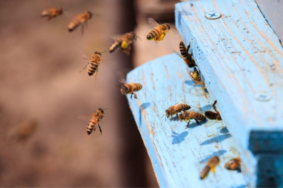 Projekt za očuvanje autohtonih podvrsta pčela