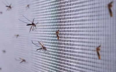 Danas novi veliki tretman suzbijanja komaraca