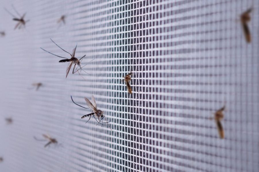 Danas novi larvicidni tretmani suzbijanja komaraca na području Osijeka