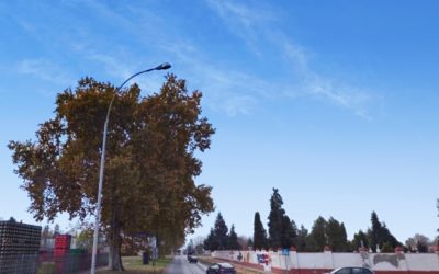 Peticija PROTIV rušenja stoljetnih platana na ulici Sv. L. B. Mandića