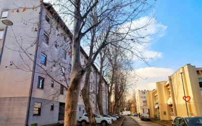 [OBAVIJEST] Sutra se u Biševskoj ulici orezuju platane