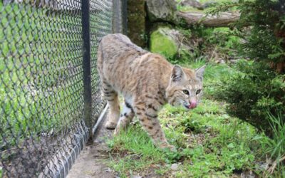 U Zoološki vrt stigli afrički lav i crveni ris