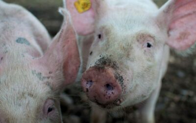 Otvoreno podnošenje zahtjeva za naknadu štete od posljedica afričke svinjske kuge